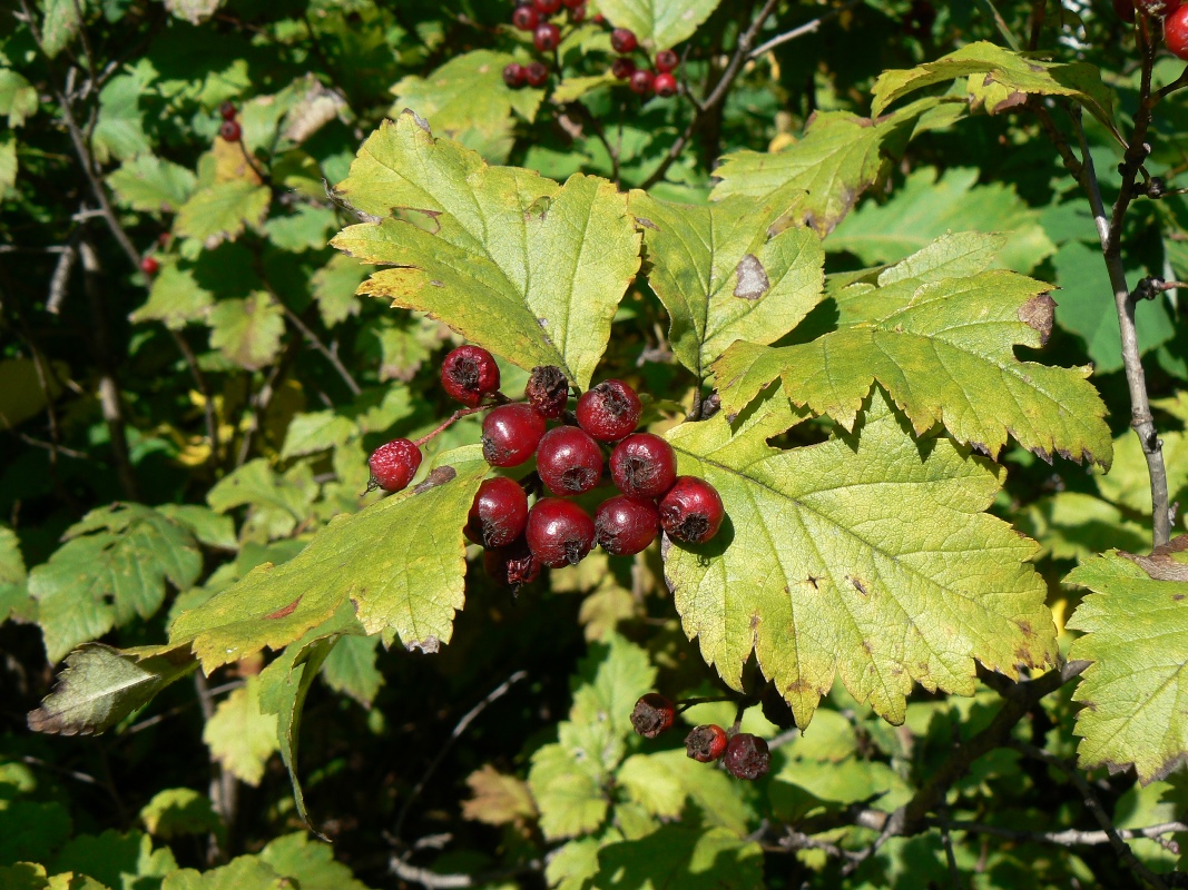 Image of Crataegus maximowiczii specimen.