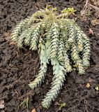 Euphorbia myrsinites