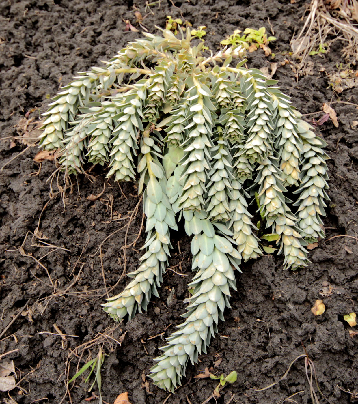 Image of Euphorbia myrsinites specimen.