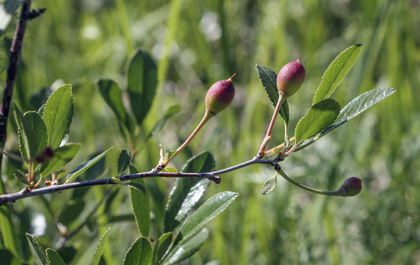 Image of Cerasus fruticosa specimen.