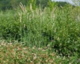 Phleum pratense