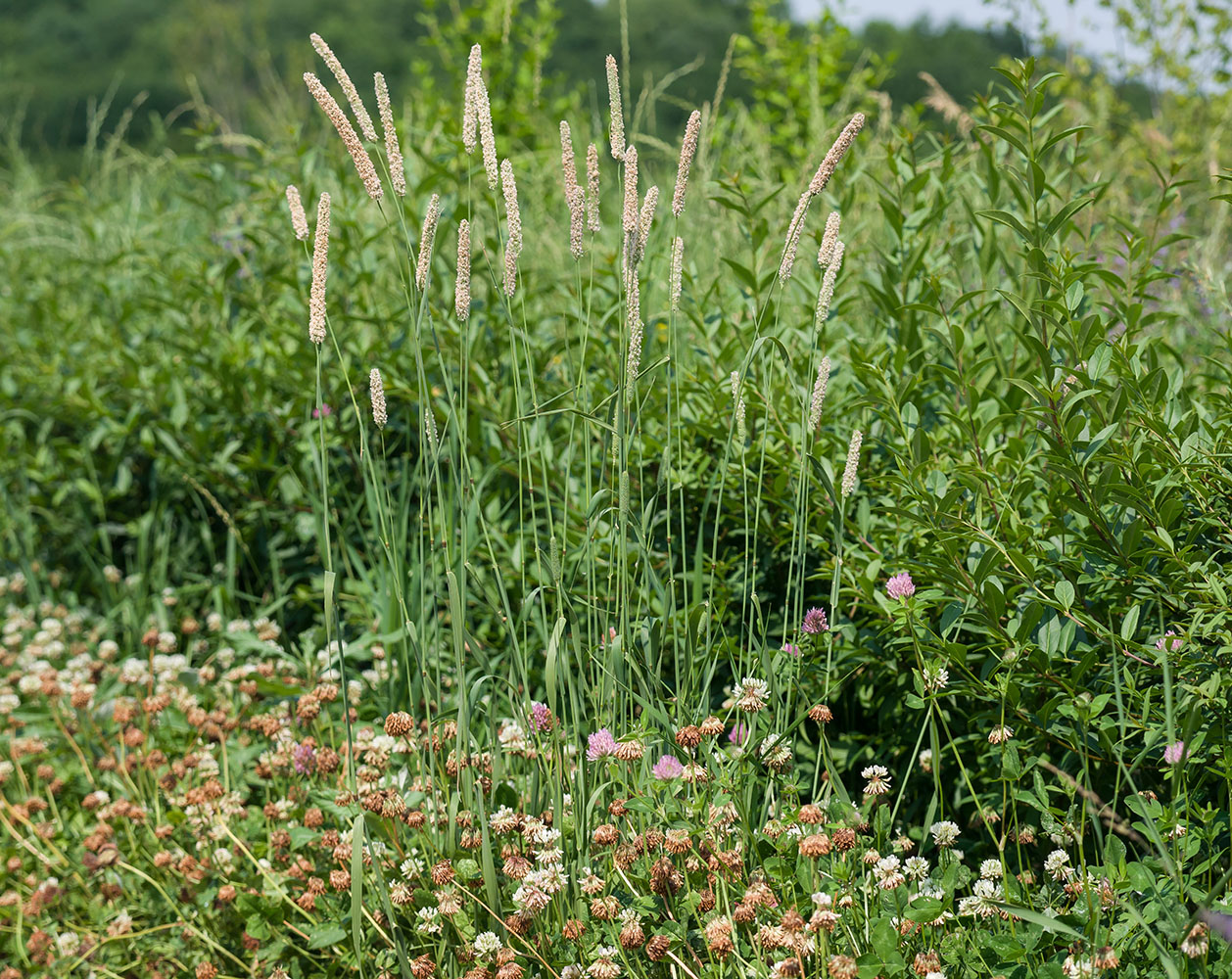 Image of Phleum pratense specimen.