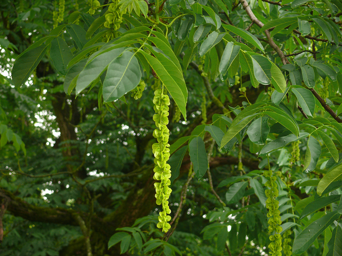 Image of Pterocarya fraxinifolia specimen.