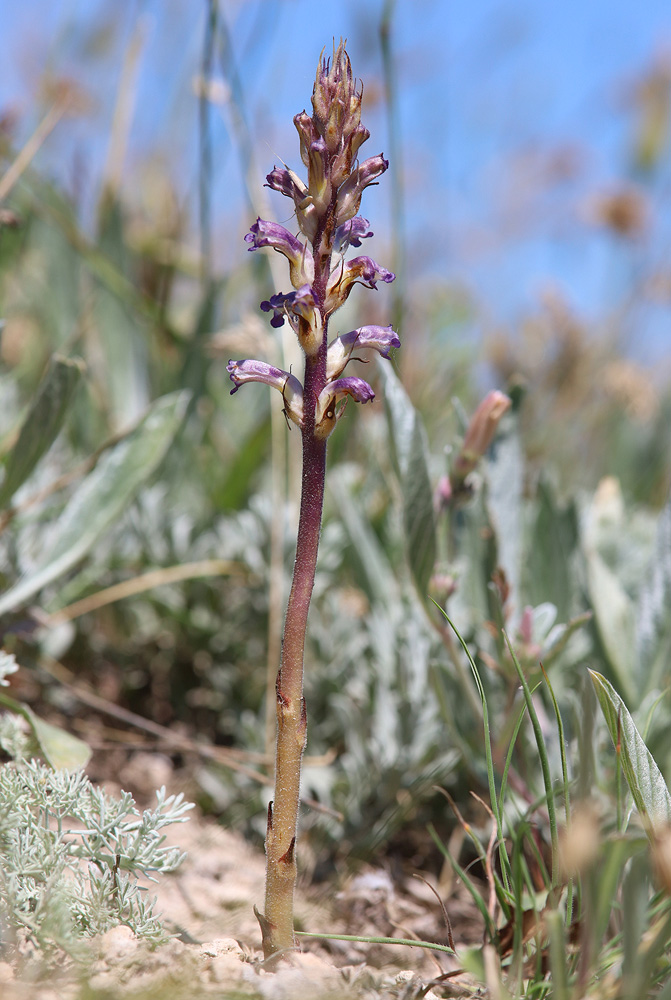 Изображение особи Orobanche cumana.