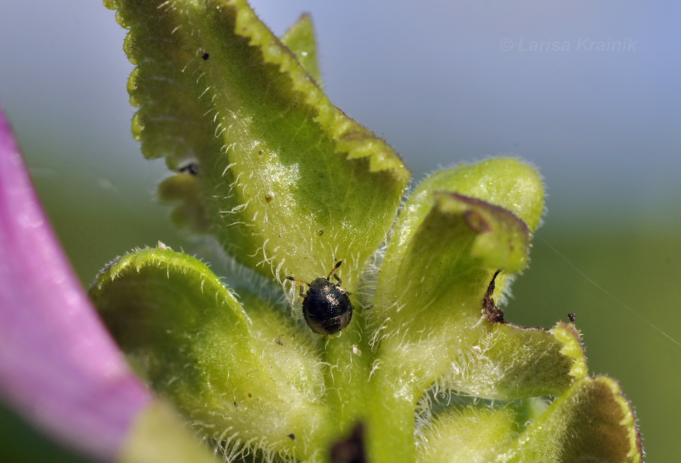 Image of Pedicularis resupinata specimen.