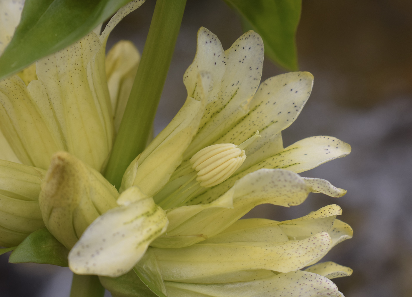 Image of Gentiana burseri specimen.