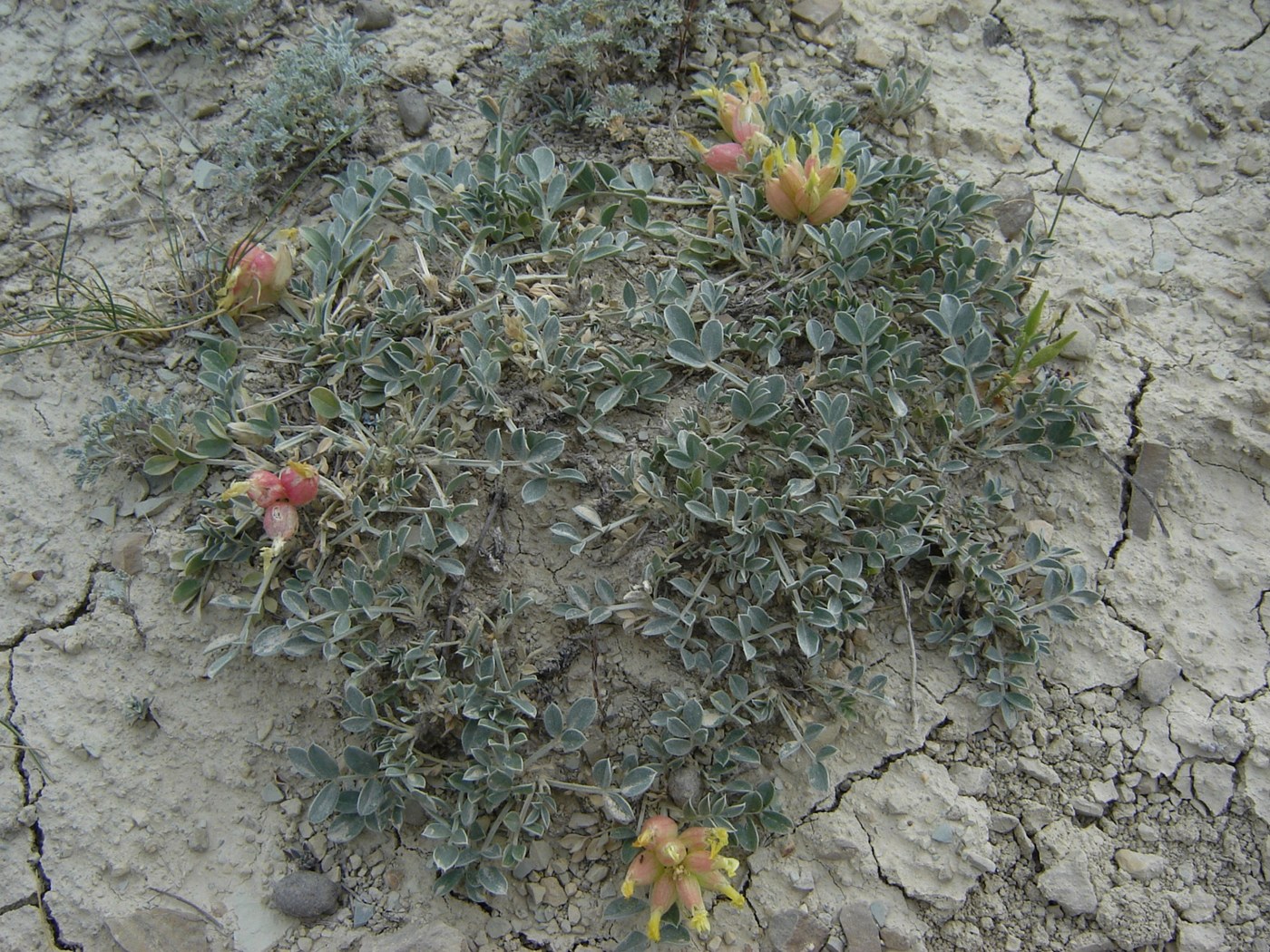 Image of Astragalus calycinus specimen.