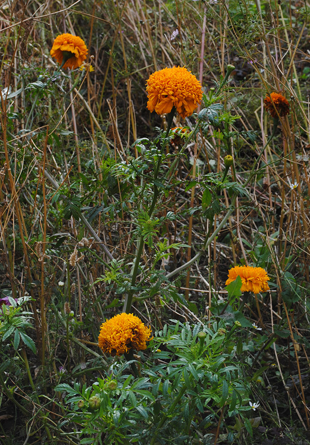 Image of Tagetes erecta specimen.