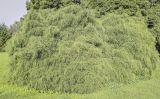Chamaecyparis pisifera