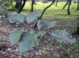 Sorbus mougeotii. Верхушка побега. Москва, ГБС РАН, дендрарий. 30.08.2021.