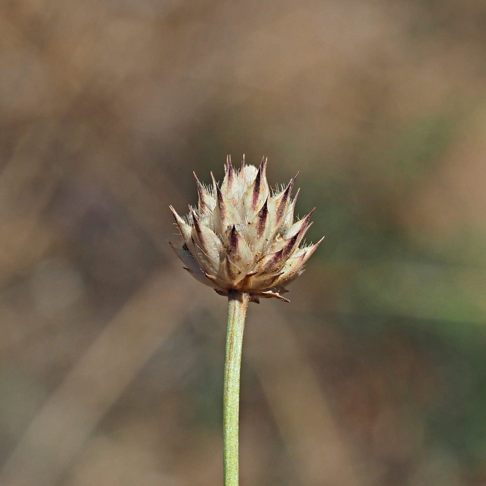 Изображение особи Cephalaria transsylvanica.