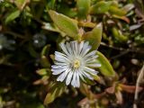 familia Aizoaceae. Цветок. Израиль, г. Бат-Ям, в культуре. 28.04.2020.