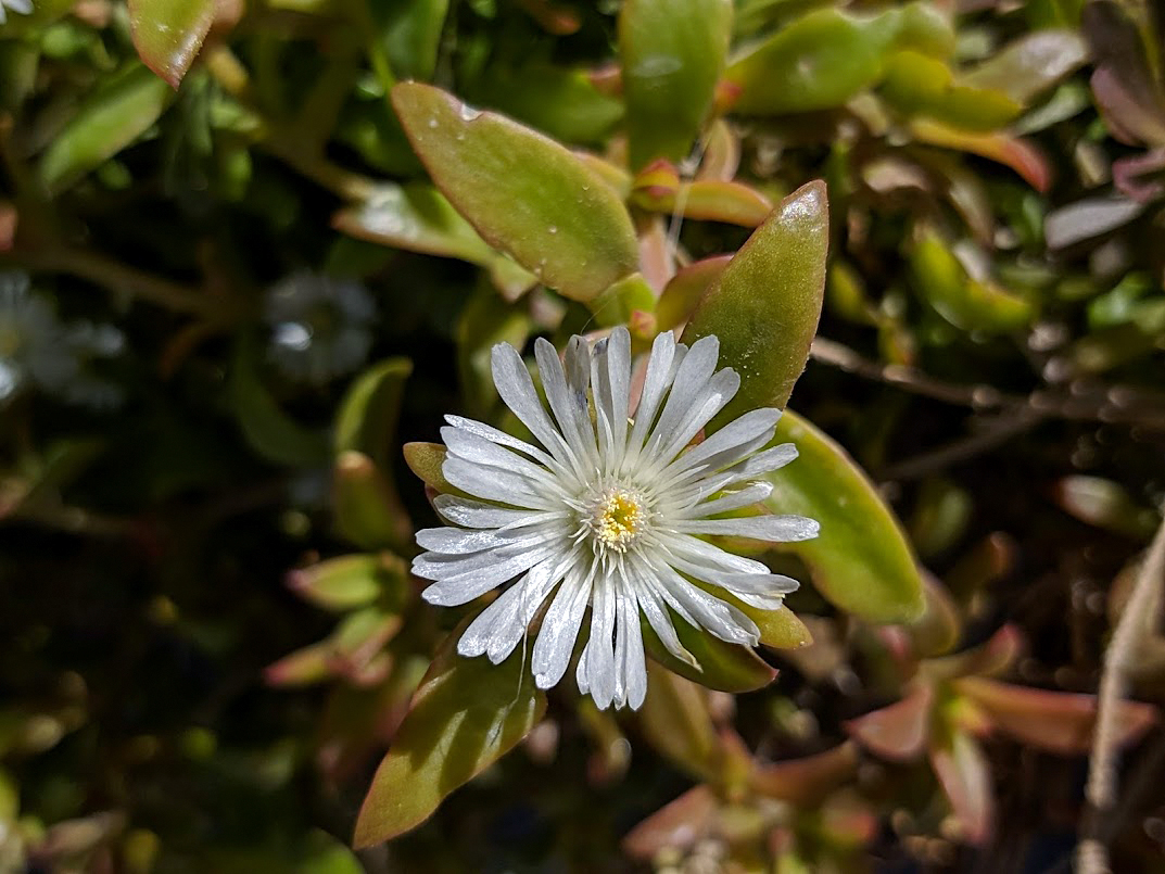 Изображение особи семейство Aizoaceae.