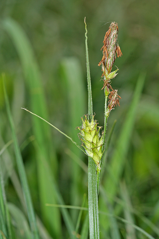 Изображение особи Carex hirta.