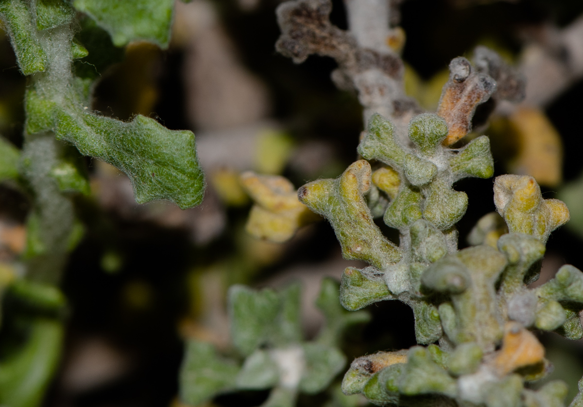 Image of Helichrysum patulum specimen.
