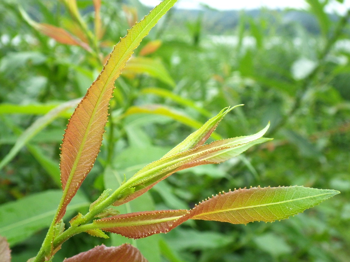 Image of Salix triandra specimen.