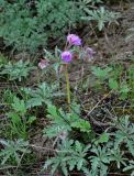 Geranium tuberosum. Цветущее растение. Калмыкия, Приютненский р-н, берег оз. Маныч-Гудило, степь. 19.04.2021.