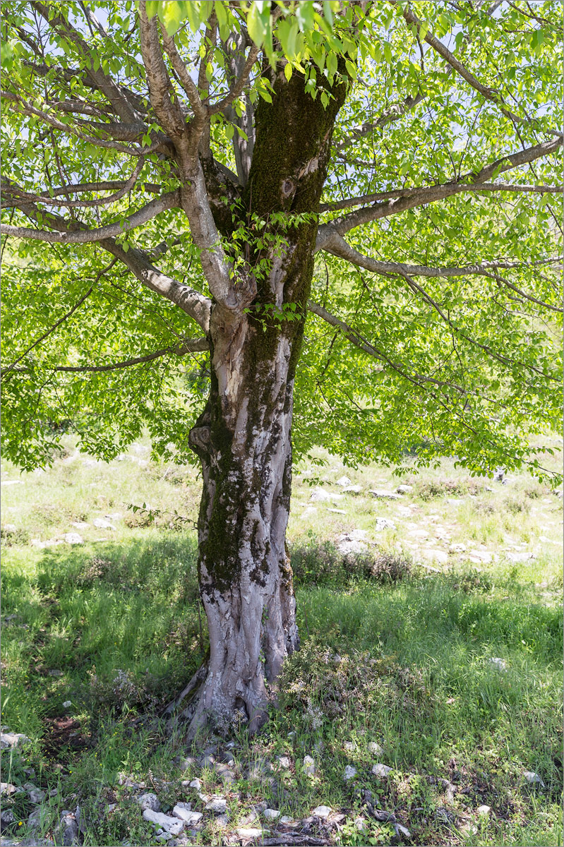 Изображение особи род Carpinus.