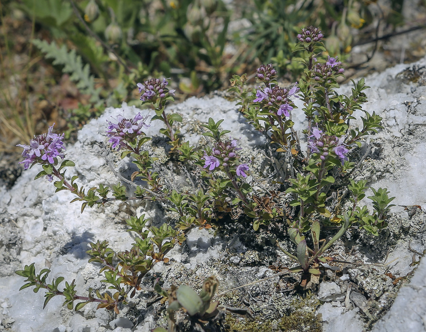 Image of Thymus bashkiriensis specimen.