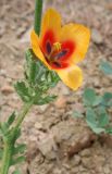 Glaucium corniculatum