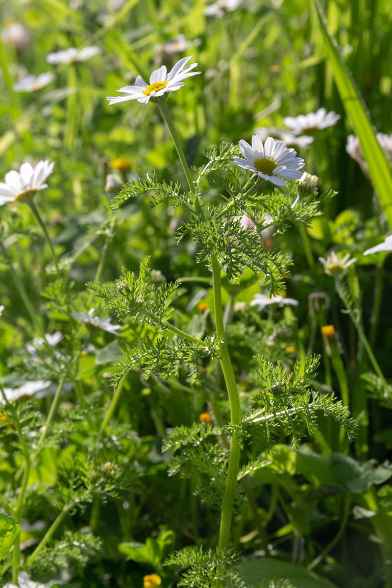 Image of Anthemis pseudocotula specimen.