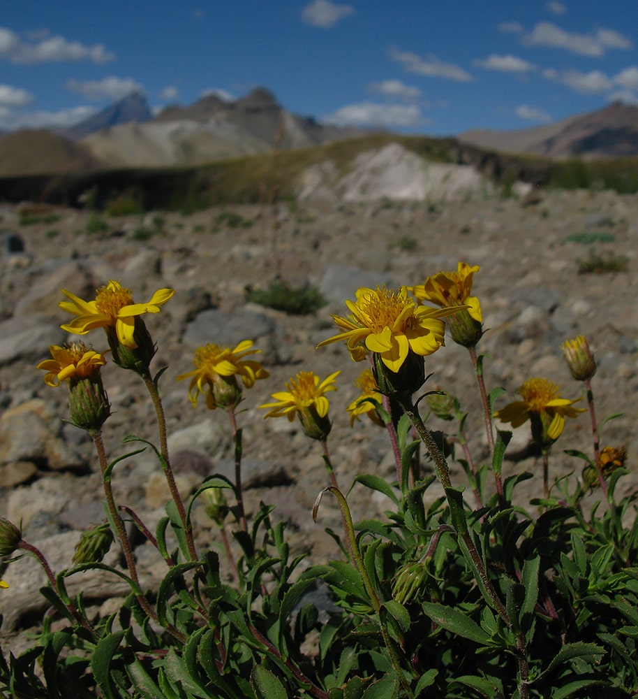 Image of Haplopappus diplopappus specimen.