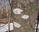 genus Lecanora. Талломы с апотециями на стволе осины (Populus tremula). Московская обл., Одинцовский р-н, окр. г. Кубинка. 14.04.2022.