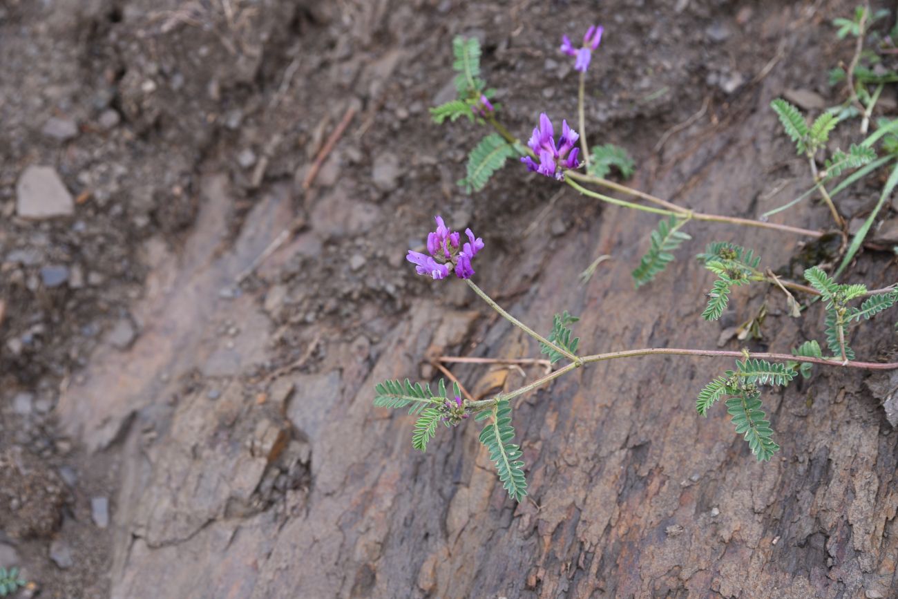 Image of genus Astragalus specimen.