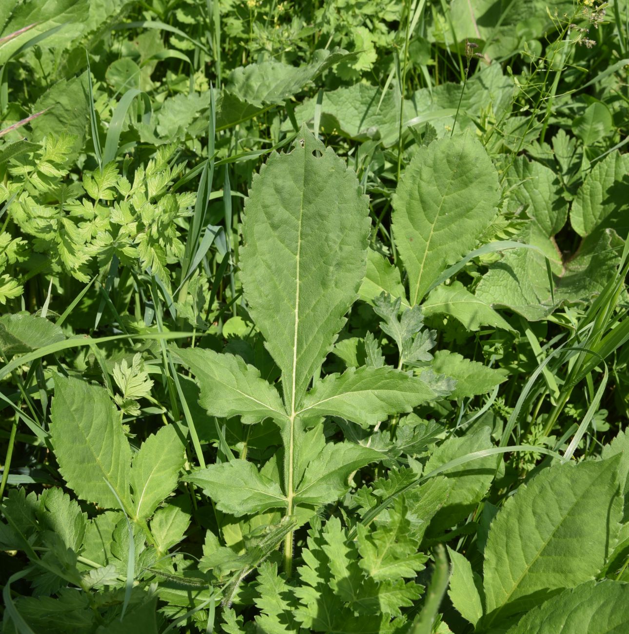 Изображение особи Cephalaria gigantea.