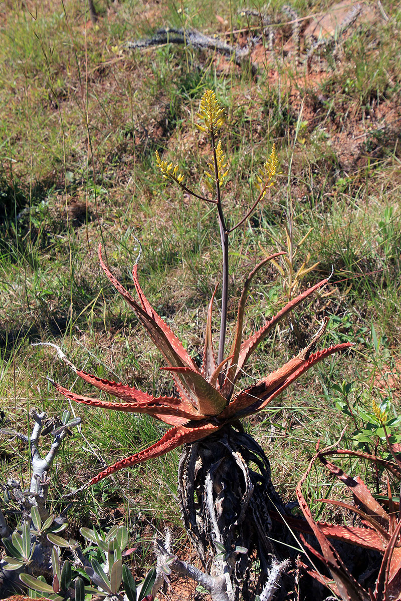 Image of genus Aloe specimen.