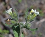 Nonea lutea