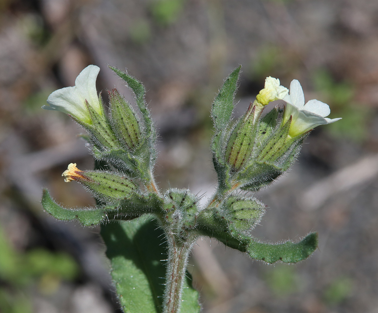 Изображение особи Nonea lutea.