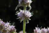 Mentha longifolia. Часть соцветия. Республика Адыгея, Майкопский р-н, ок. 4,5 км к северу от с. Хамышки, Гранитный каньон р. Белая, устье руч. Сашкова, под мостом на валунах берегоукрепления. 31.07.2022.