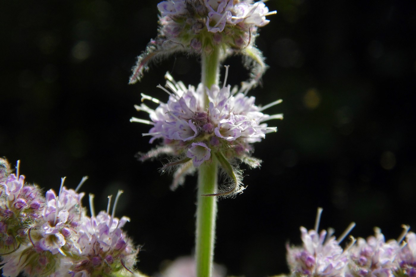 Image of Mentha longifolia specimen.