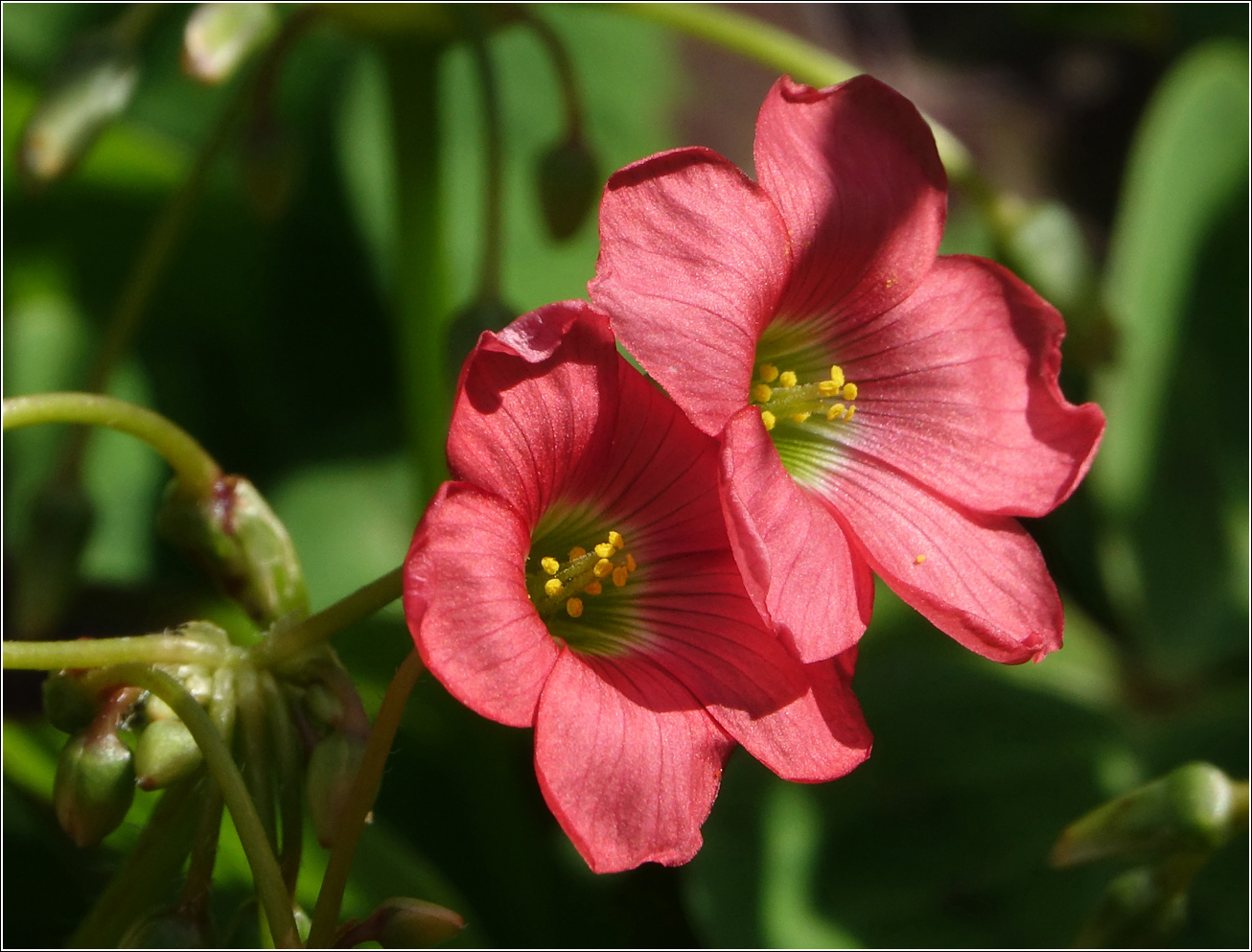 Изображение особи Oxalis tetraphylla.