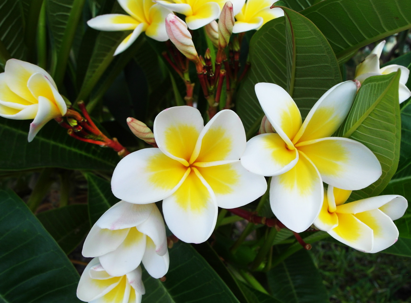 Изображение особи Plumeria rubra var. acutifolia.