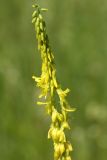 Melilotus officinalis. Верхушка соцветия с цветками и бутонами. Псковская обл., Невельский р-н, окр. дер. Дубище, увал, склон южной экспозиции, суходольный злаково-разнотравный луг. 24.06.2022.