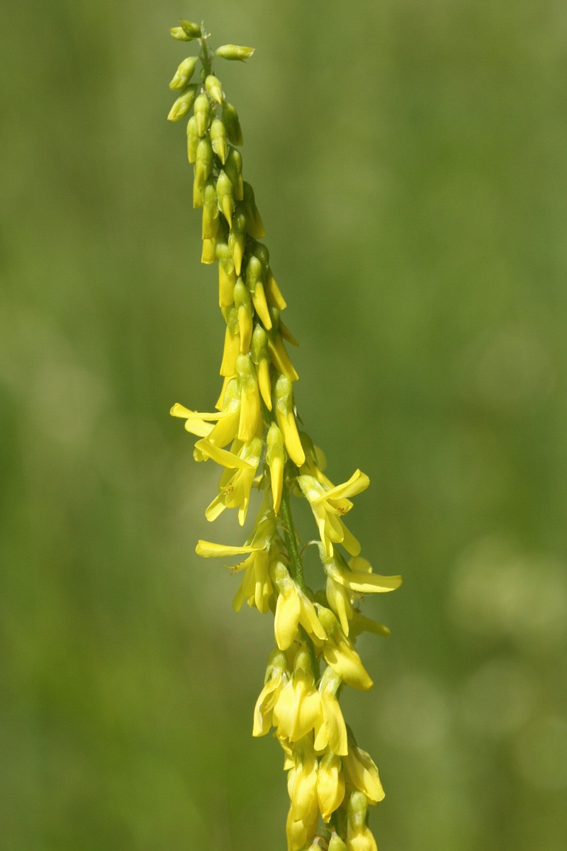 Изображение особи Melilotus officinalis.