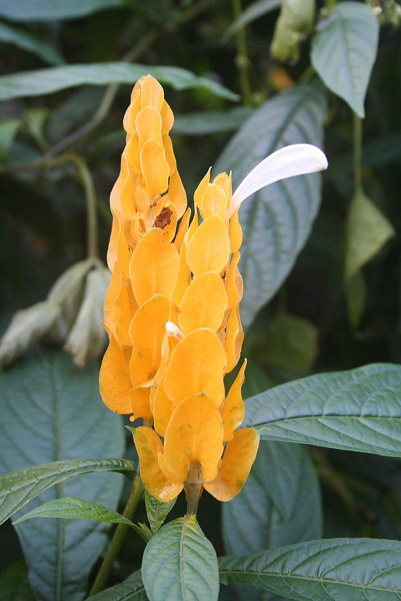 Image of Pachystachys lutea specimen.