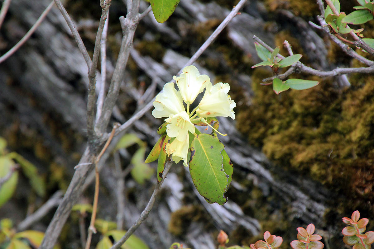 Image of genus Rhododendron specimen.