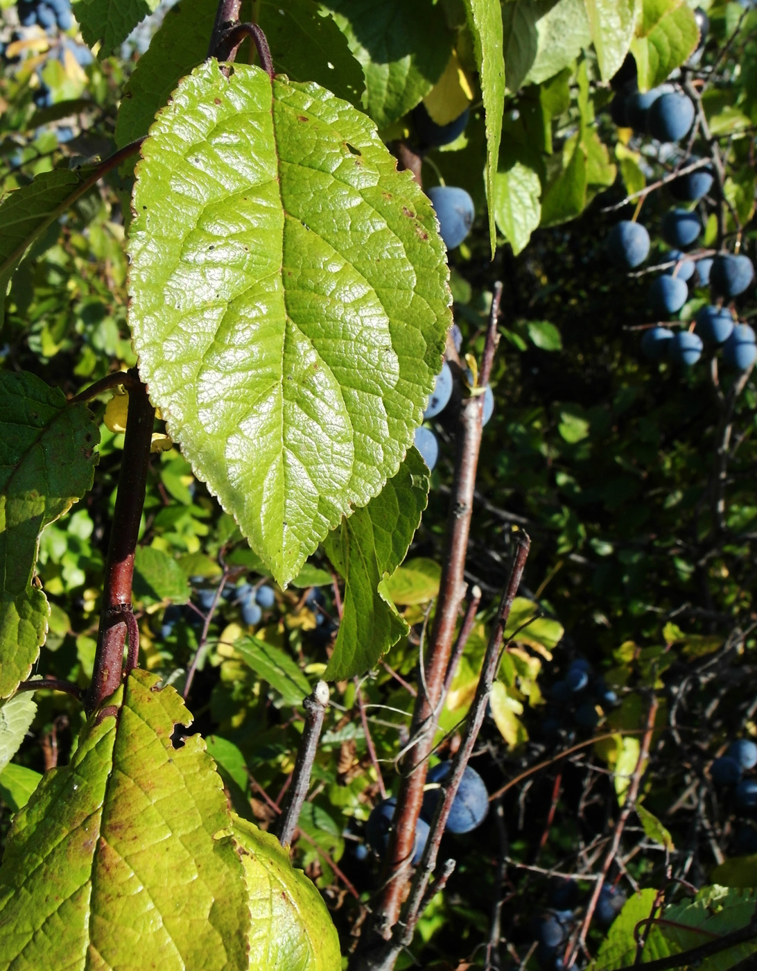 Изображение особи Prunus spinosa.