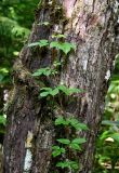 Toxicodendron orientale. Верхушка побега на стволе дерева. Курильские о-ва, о-в Кунашир, вулкан Менделеева, ≈ 400 м н.у.м., широколиственный лес. 21.08.2022.