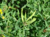 Lathyrus pratensis