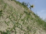 Echinops maracandicus