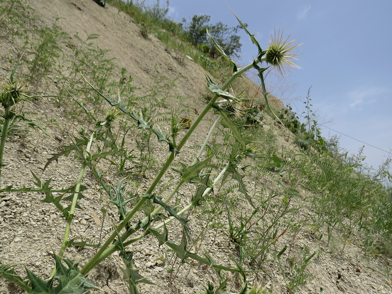 Изображение особи Echinops maracandicus.