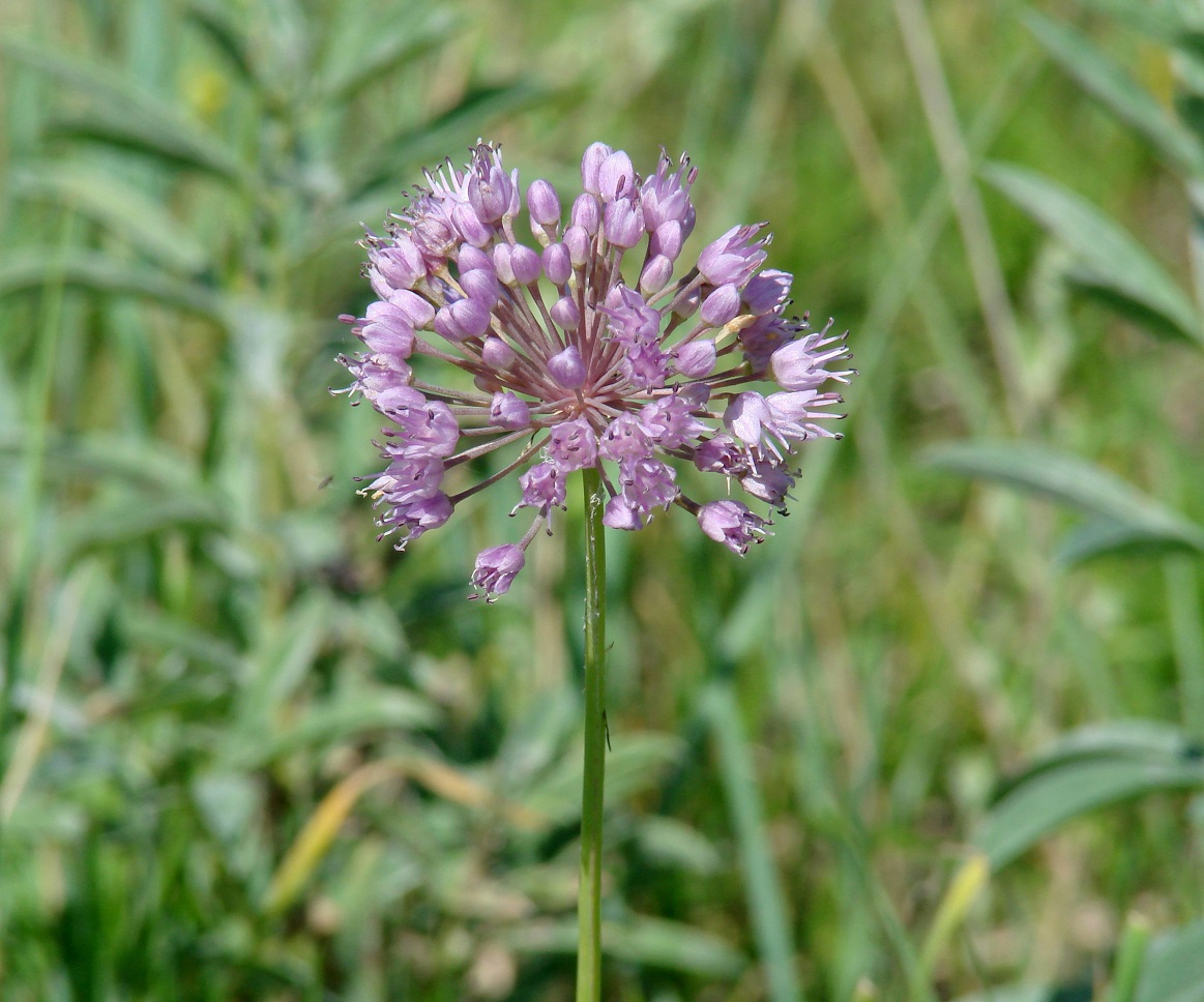 Image of genus Allium specimen.