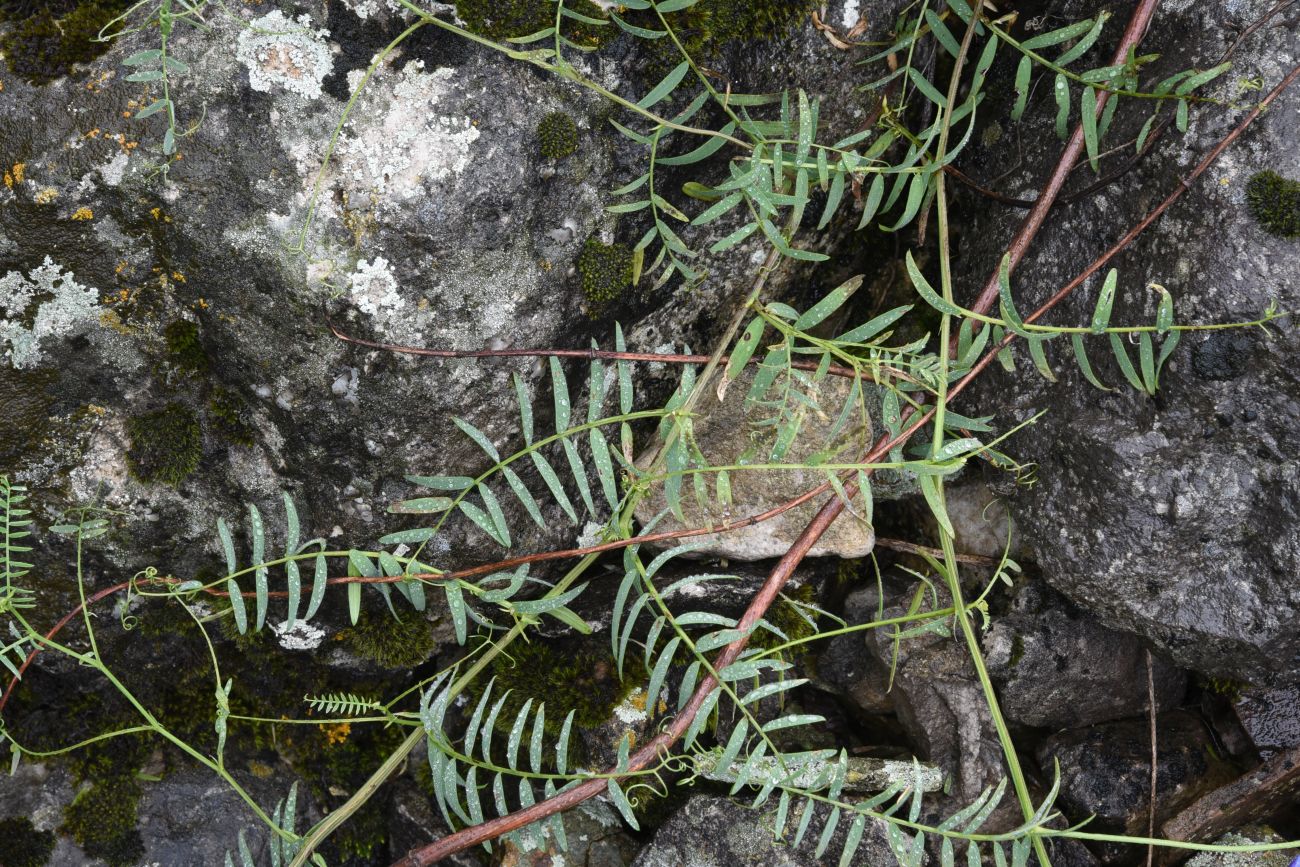 Image of Vicia grossheimii specimen.