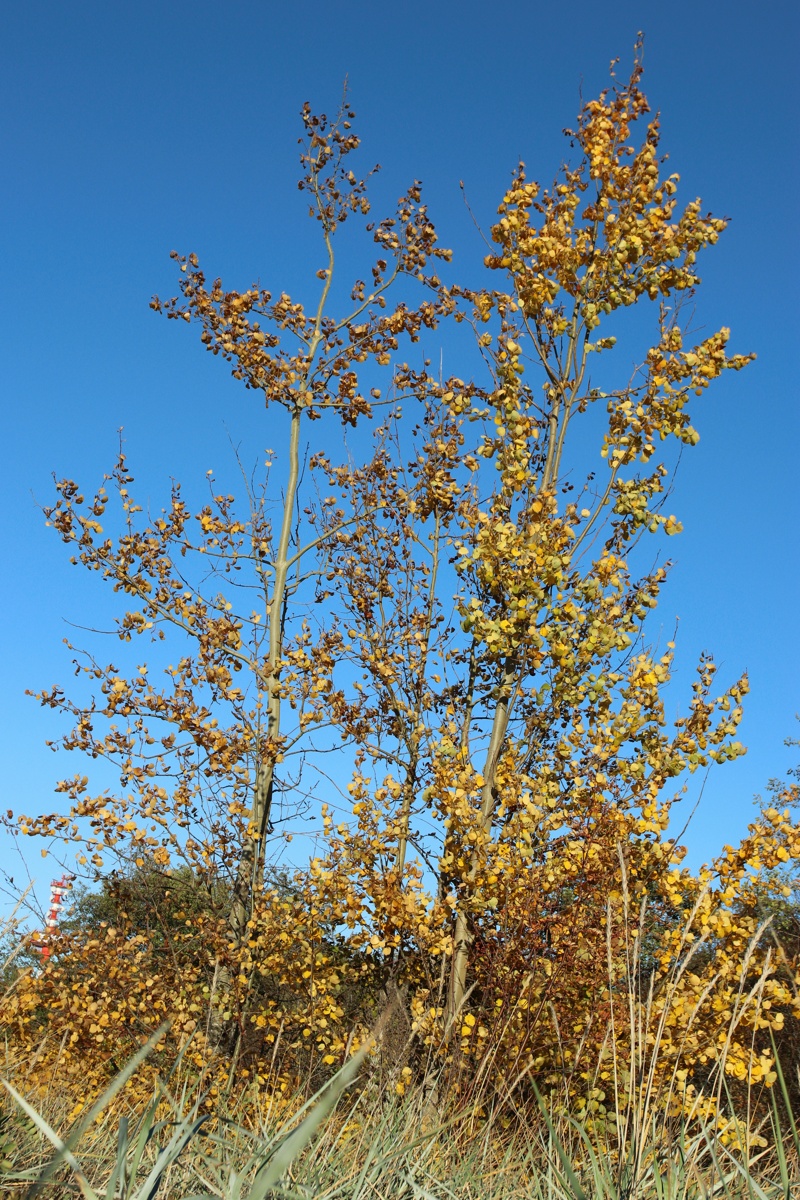 Image of Populus tremula specimen.