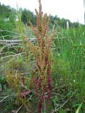 Rumex crispus