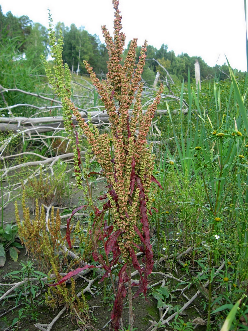 Изображение особи Rumex crispus.